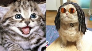 Смешные и забавные животные 😻😺 Лучшие приколы с животными 🐶 Подборка забавных животных