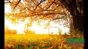 ПОЙ МОЯ ГИТАРА...///АНДРЕЙ БАНДЕРА.///ПОДБОРКА САМЫХ ЛУЧШИХ ПЕСЕН