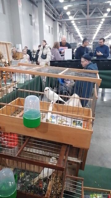 Пение птицы