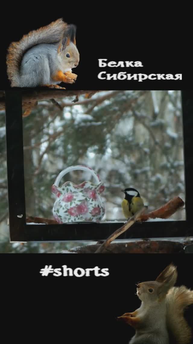 На лесной кормушке идет снег