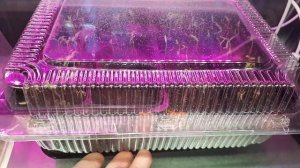 2277.  Обзор посевов и  5.03.26 г.