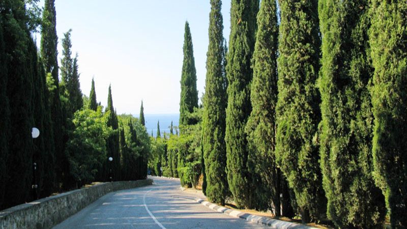 Дорога к Вилла Парку Pura Vida