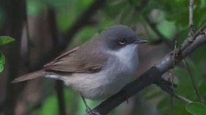 Звук природы. Птицы. Славка черноголовка на лесной опушке
