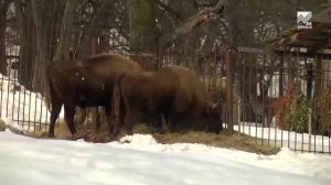 Тебердинский заповедник отмечает 90 лет с момента создания