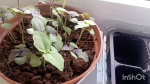 Про рассаду. Рассадила Эустому и петунии. Немного неприятного...