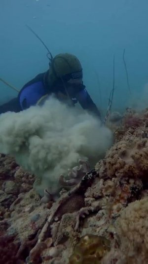 Клип @zatropheem