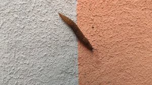 Один из дней города Евпатории | 31 мая 2021 год | Крым | ХАН БАТОН | XAH 6ATOH | VID_20210531_140611