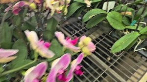 Главные факторы пышного цветения орхидей