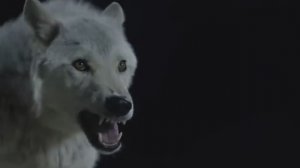 Собака- Воин (The Warrior Dog)