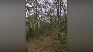 ЭТИ ОБЕЗЬЯНЫ ЗАСТАВЯТ ВАС СМЕЯТЬСЯ