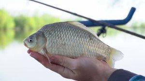 Dunav uoci lovostaja EP241_14052024