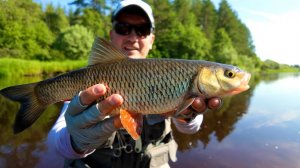 Охота на голавля: Июльский марафон с ночевкой.