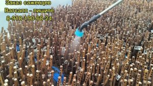 Контроль увлажнения черенков винограда.