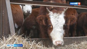 Господдержка помогла жителю села Дмитриевка развить личное подсобное хозяйство