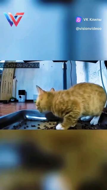 Приколы с животными