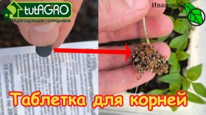 1 ТАБЛЕТКА и РАССАДА как с КАРТИНКИ! Забудьте о хилой рассаде: рассаживаем перец для мощных корней.