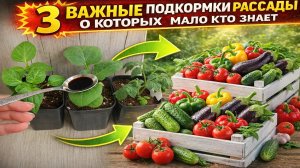 3 важные подкормки  рассады и даже слабая рассада будет толстым крепышом!
