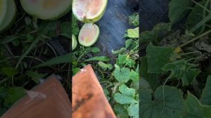 05.09.25г Очень много арбузов на выброс . Залипаем на разрез  арбуза . Около 100 шт разрезал