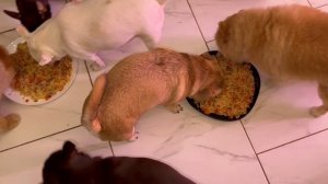 Игры-играми, а обед по расписанию.