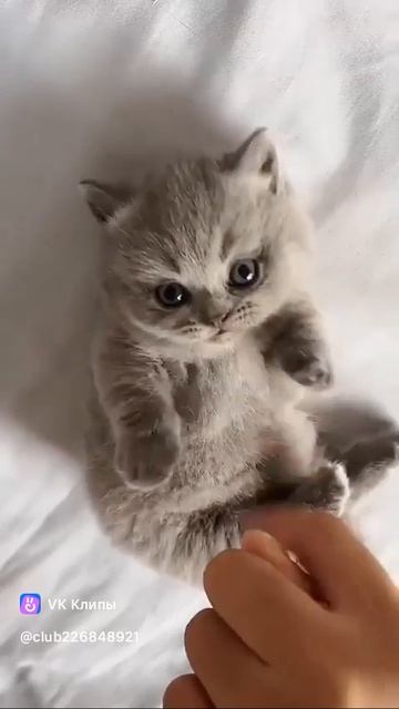 пушистое чудо