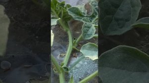 27.05.2024г Арбузы открытый грунт Лен.обл