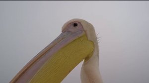 ДИКИЕ ЖИВОТНЫЕ УДИВИЛИ ФОТОГРАФОВ НЕОЖИДАННЫМ ОБРАЗОМ