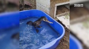 Ангел-хранитель для пернатых