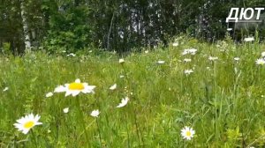 Дарите Женщинам Цветы.