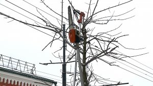 (Рыбинск-40) "ПАРИКМАХЕРСКАЯ" ДЛЯ ДЕРЕВЬЕВ НА КРЕСТОВОЙ