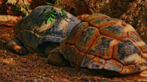 Долгожители и новые виды, на земле !