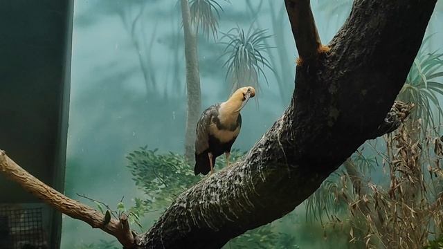 Чернолицый ибис. Любопытная птичка. Великолепный ибис, или хагедаш. Птицы. Московский зоопарк