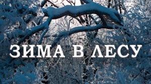 Зима в лесу