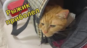 Рыжик приболел