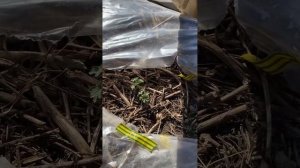 24.05.2024г Арбузы Лен.обл