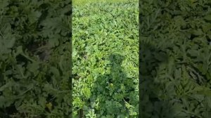 31.07.25г Арбузы набирают массу .Лен.обл.Ломоносовский район.Много пчел