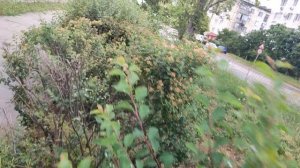 Один из дней города Евпатории | 31 мая 2021 год | Крым | ХАН БАТОН | XAH 6ATOH | VID_20210531_141056