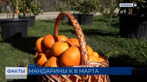 Новую разновидность агротуризма планируют запустить в Сочи