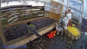 🔴 24 LIVE Главная Кормушка