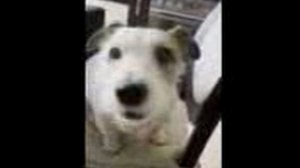 милая собака