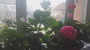 Обзор комнатных цветов на 5марта!