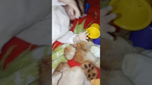 вечер с двумя реборнами😍😘🥰