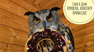 Сова Ёль в доме отдыхает, пока кошка Морошка все дела по хозяйству делает