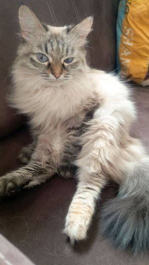 играю в Яндекс игры на компе.