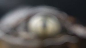 Joji -  Glimpse of Us