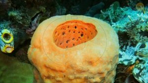 Почему млекопитающие продолжают эволюционировать в муравьедов