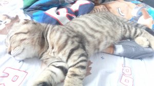 всем привет Я фантик