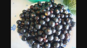 2275.  Смородина ранней весной.