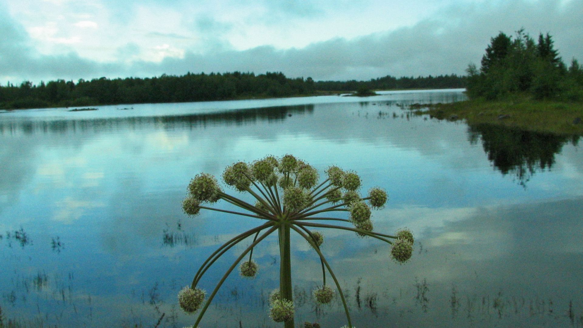 "ЗУБАТКА?! ПИНАГОРИЯ?! Кого поймали в БЕЛОМ МОРЕ?!" Репортаж из прошлого с рыбалки на Северах!