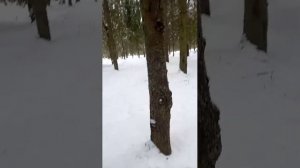 Ох как  , нагулялись с Зевсом