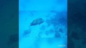 Император во всей красе! Park Regency Sharm El Sheikh Resort!